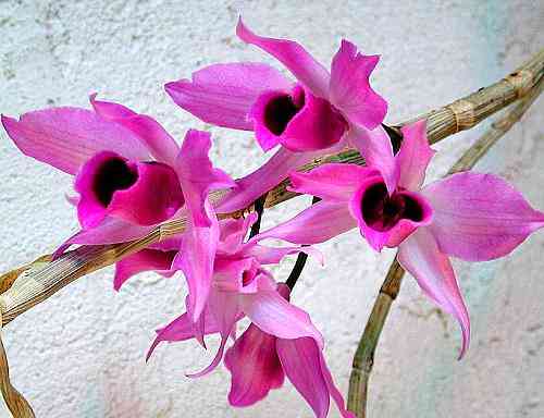 Dendrobium anosmum
